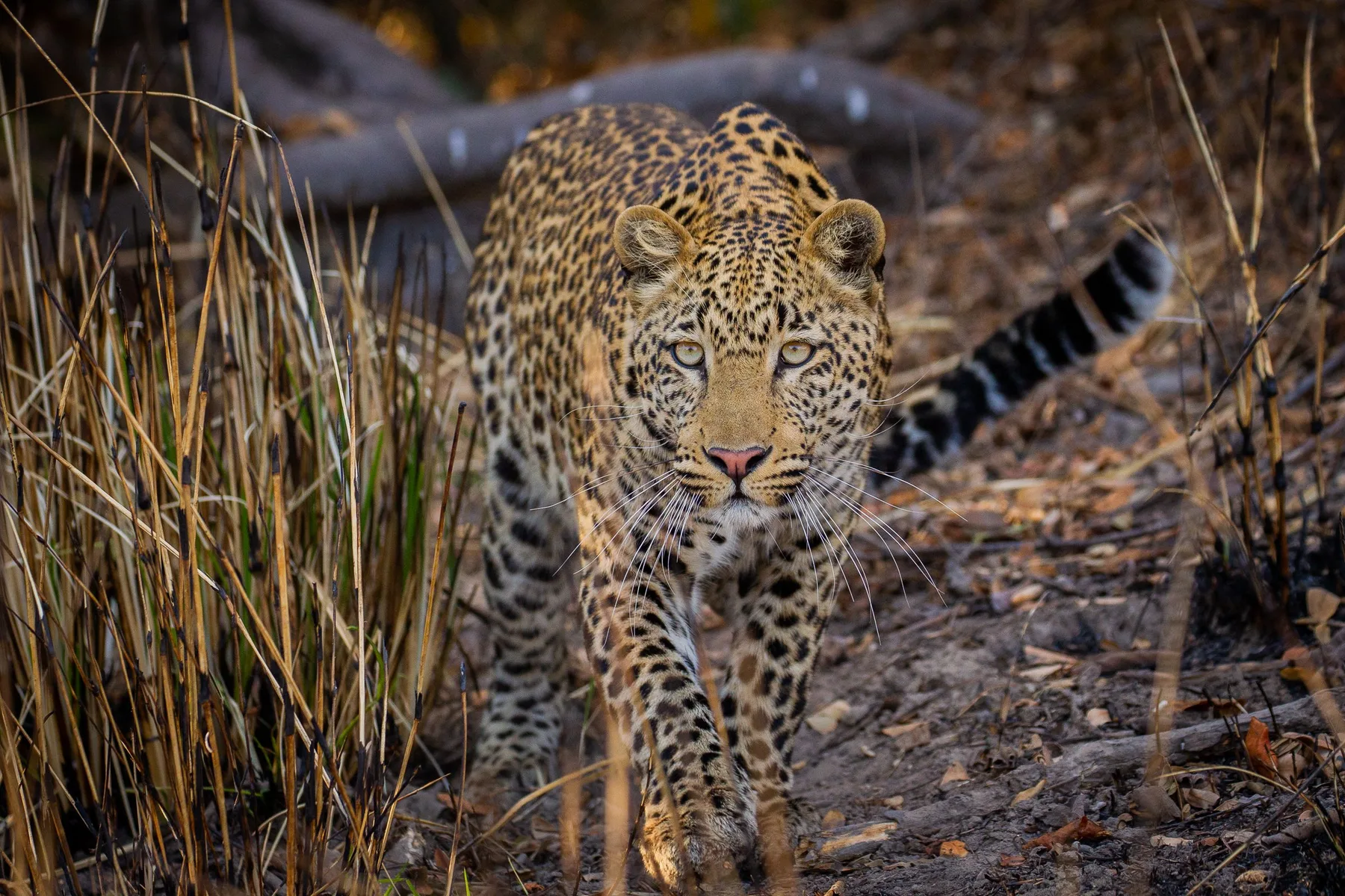 Leopard moving through Zambian reeds