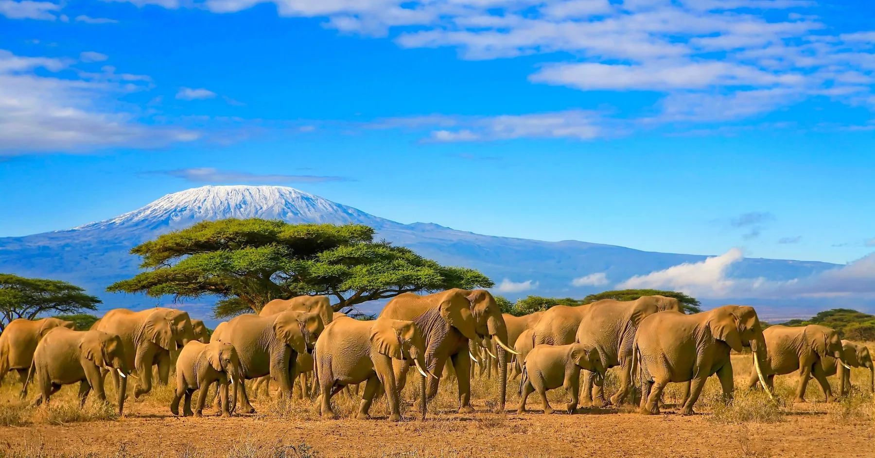 Elephants beneath an acacia in Kenya