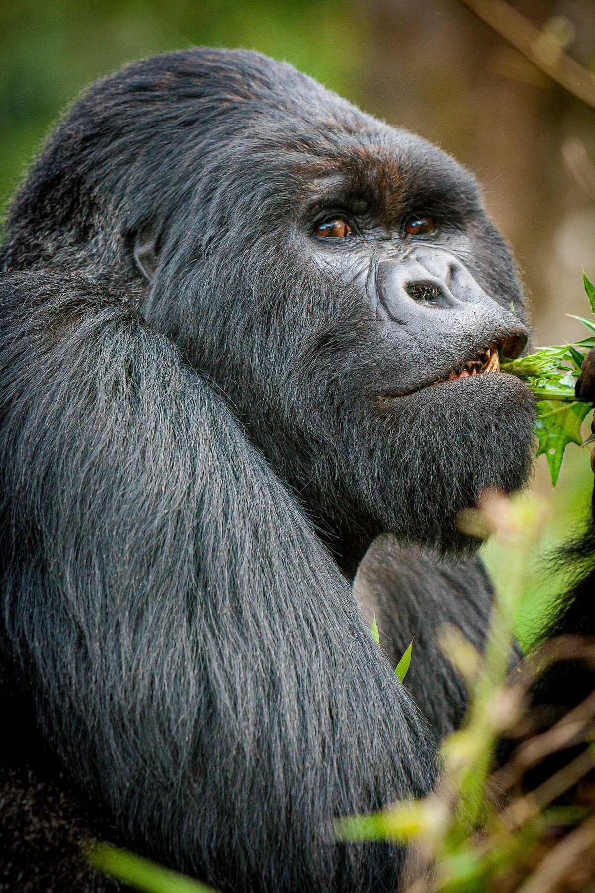 Mountain gorilla in Uganda forest