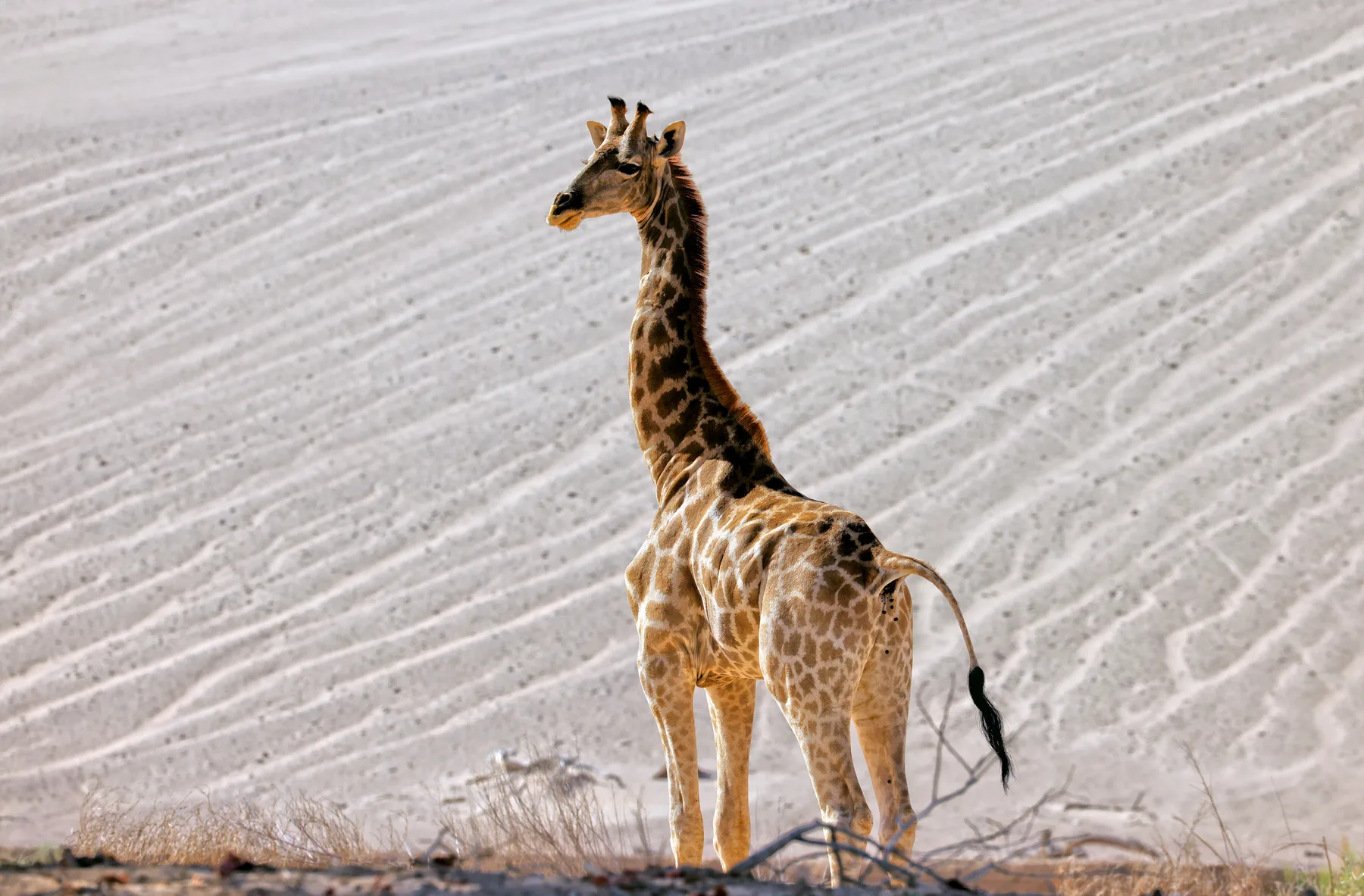 Giraffe crossing a white pan in Namibia