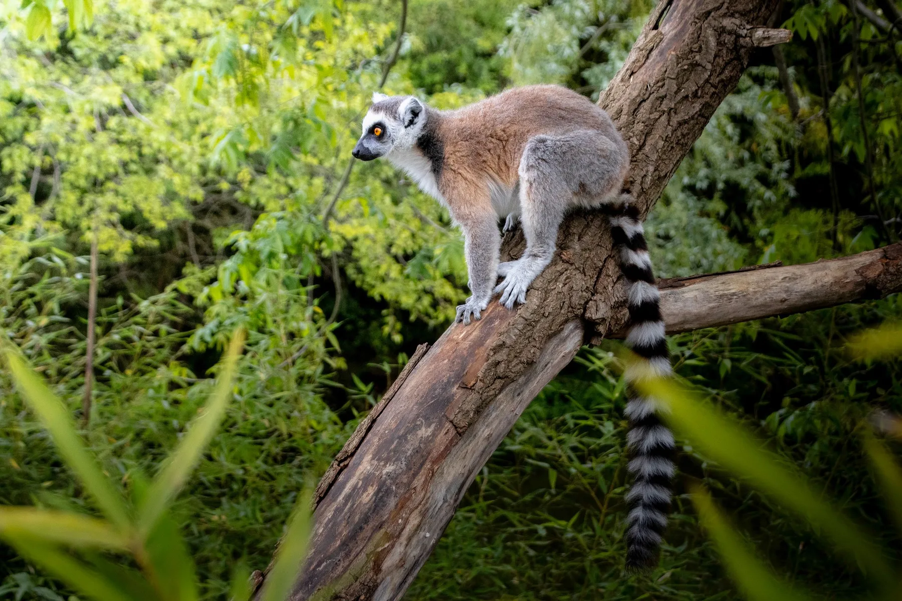 Black-and-white ruffed lemur in Madagascar