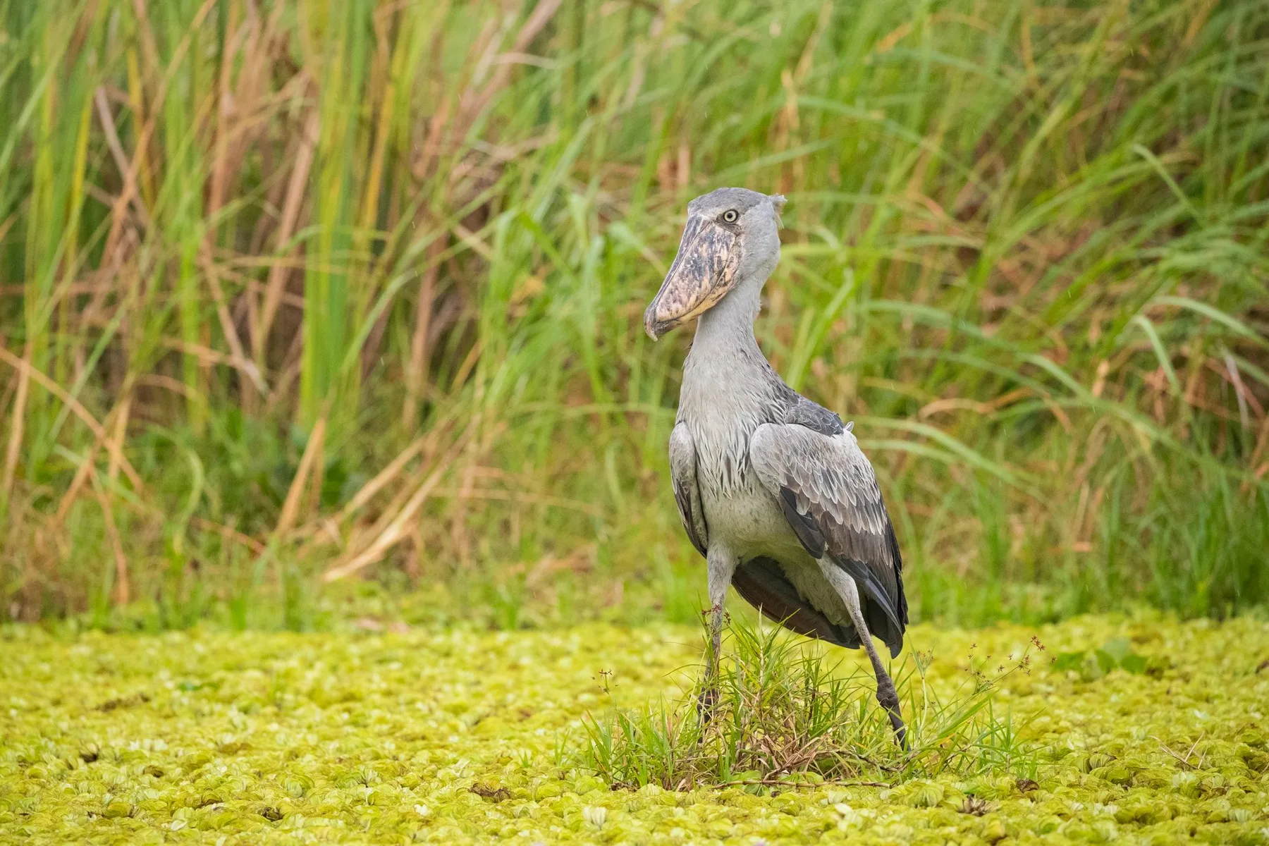 Shoebill stork in Uganda wetland