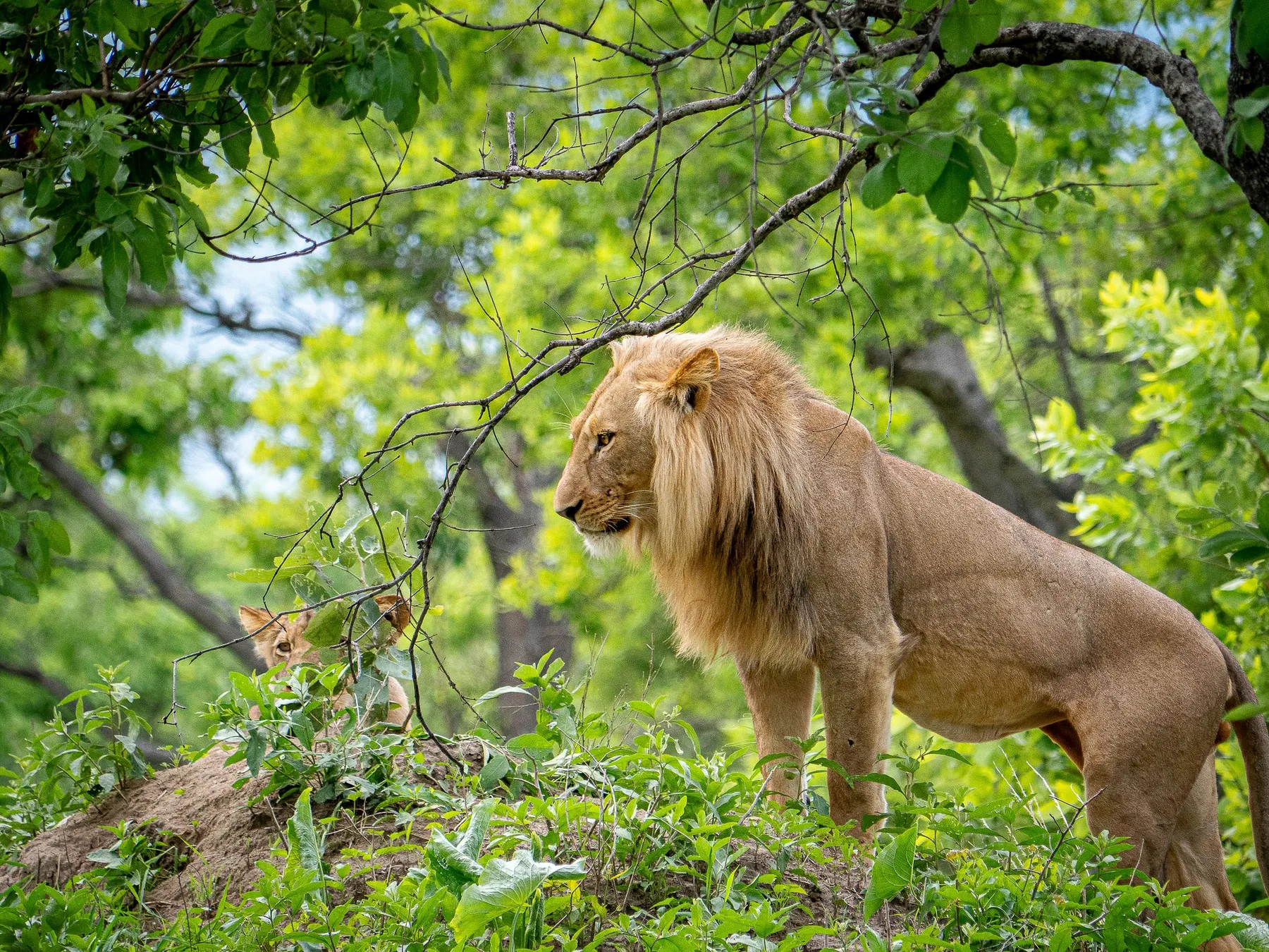 Lion resting in a Zambian tree
