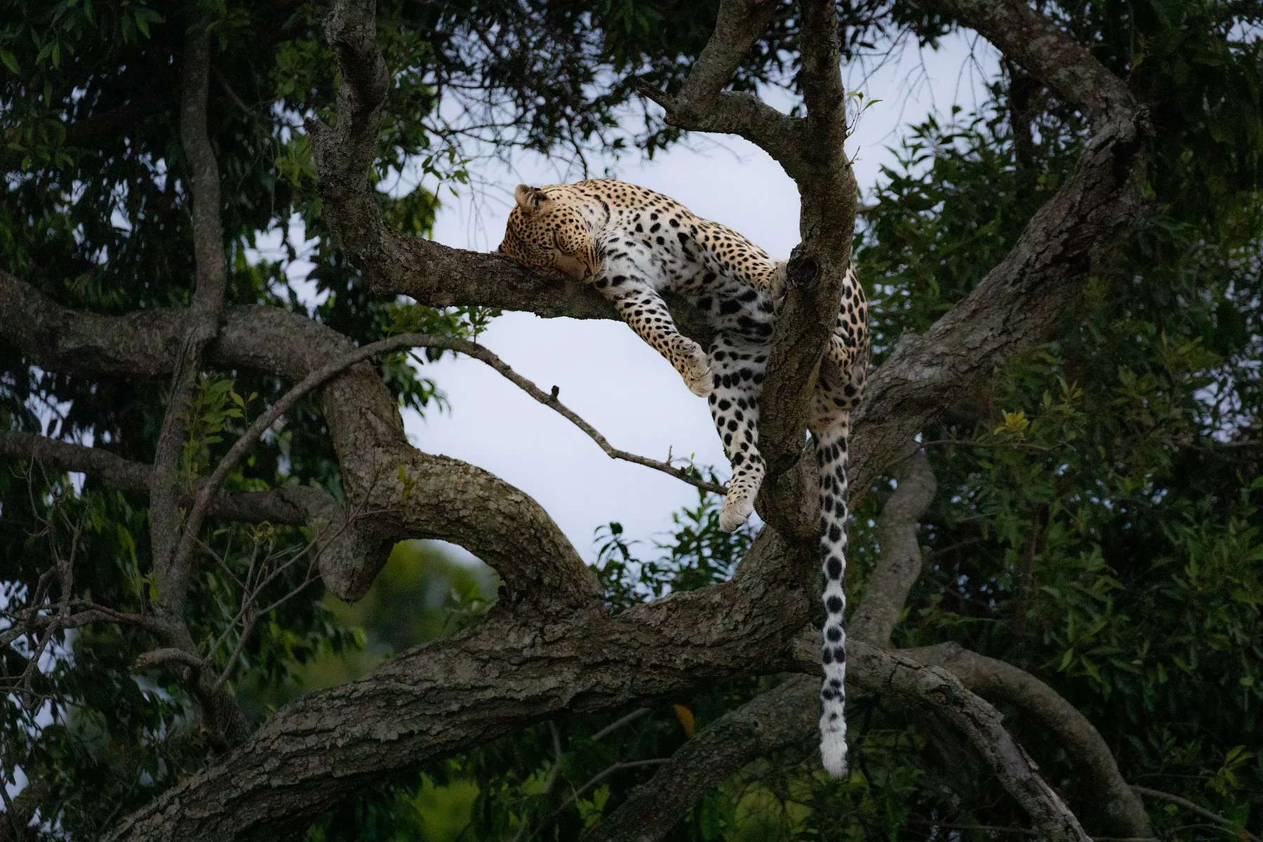 Giraffes in a Kenyan tree