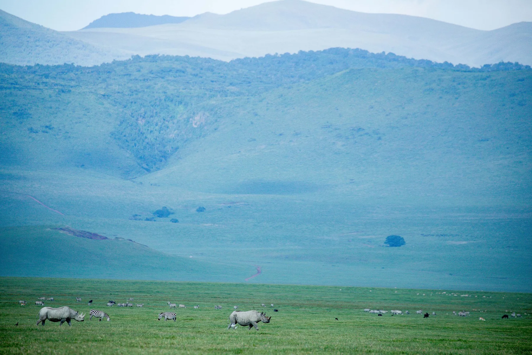 Wildebeest moving across Tanzania plains