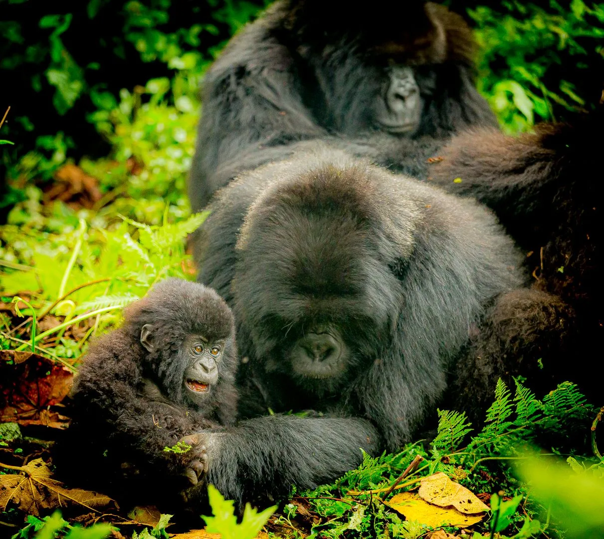 Mountain gorilla with infant in Rwanda