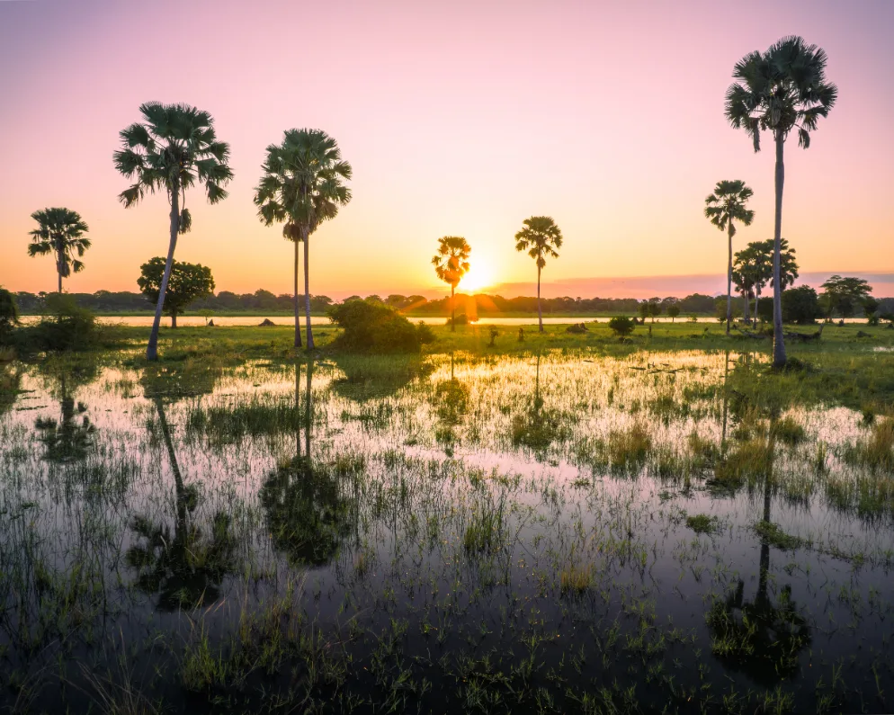 Palm trees reflected in Malawi wetland