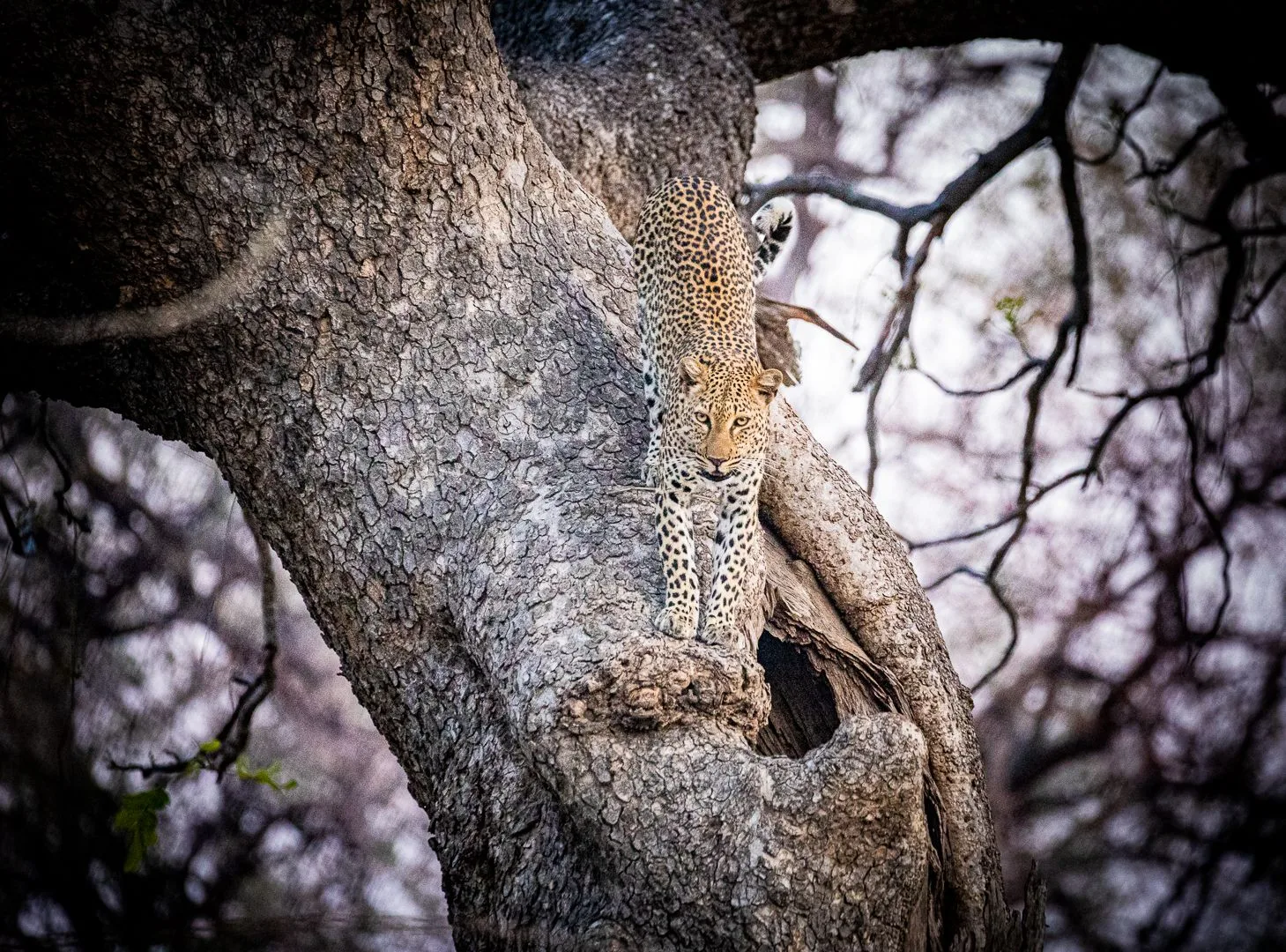 Lion resting against a tree in Zimbabwe