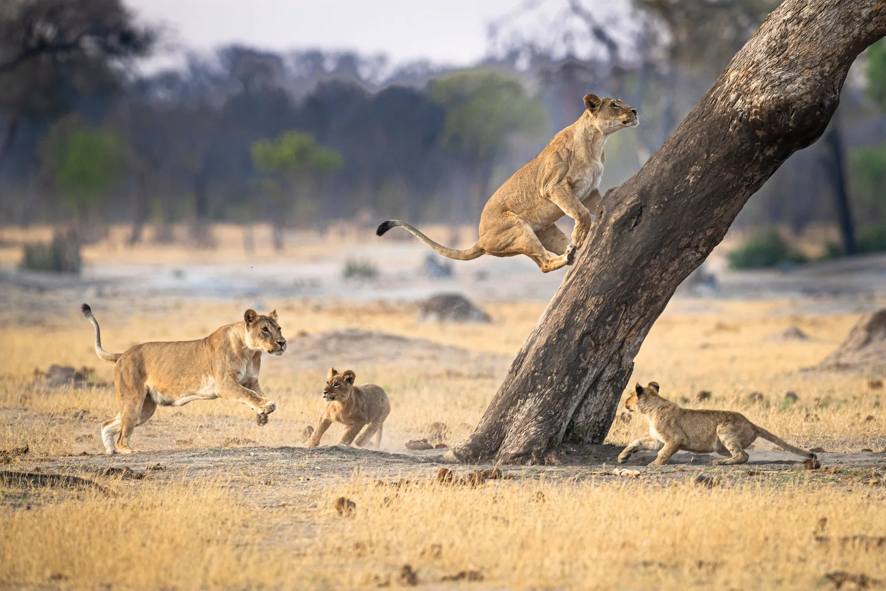 Lion cubs playing beside a Zimbabwe tree