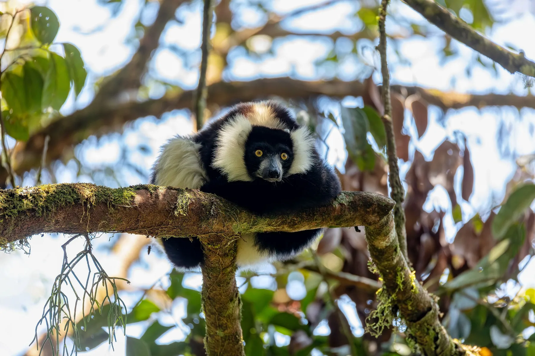 Lemur on a Madagascar tree branch