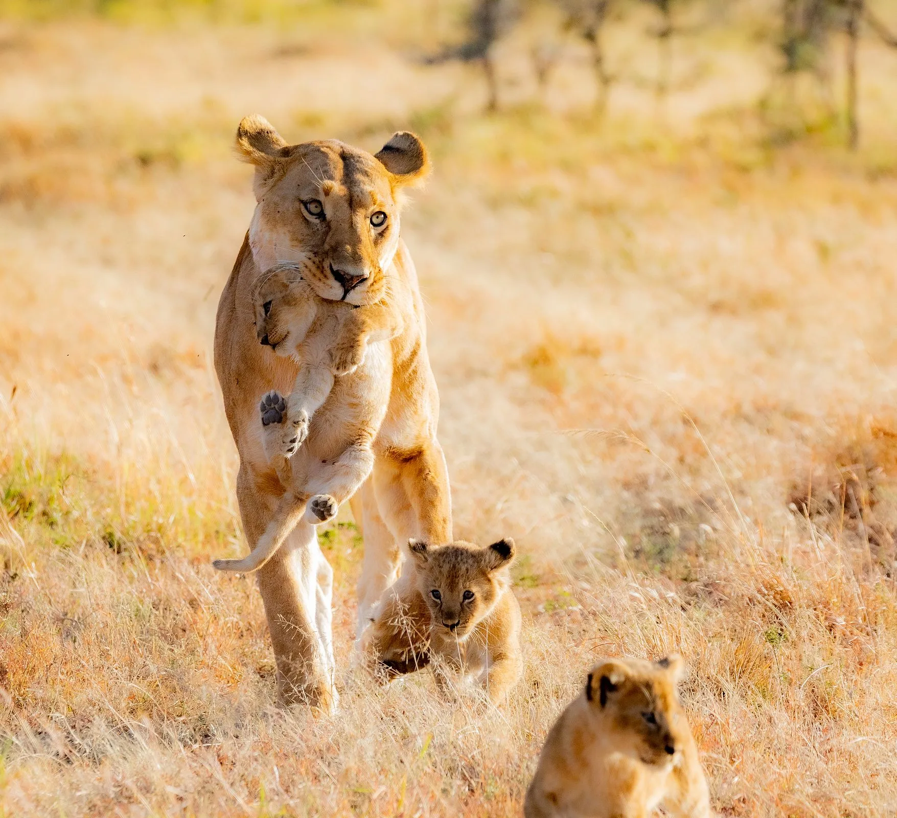 Lioness with cubs in Kenya
