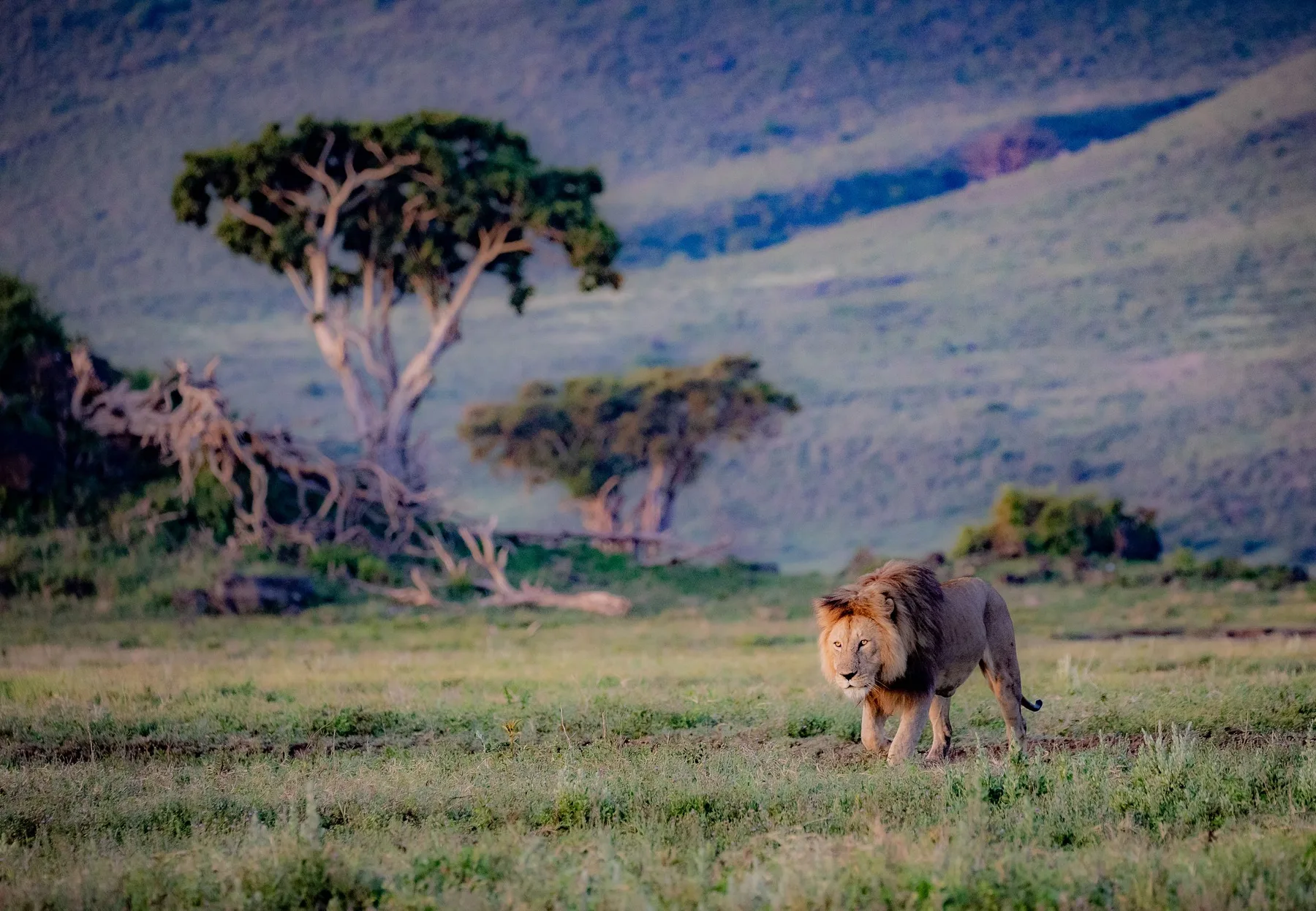 Lion resting in Tanzania grassland
