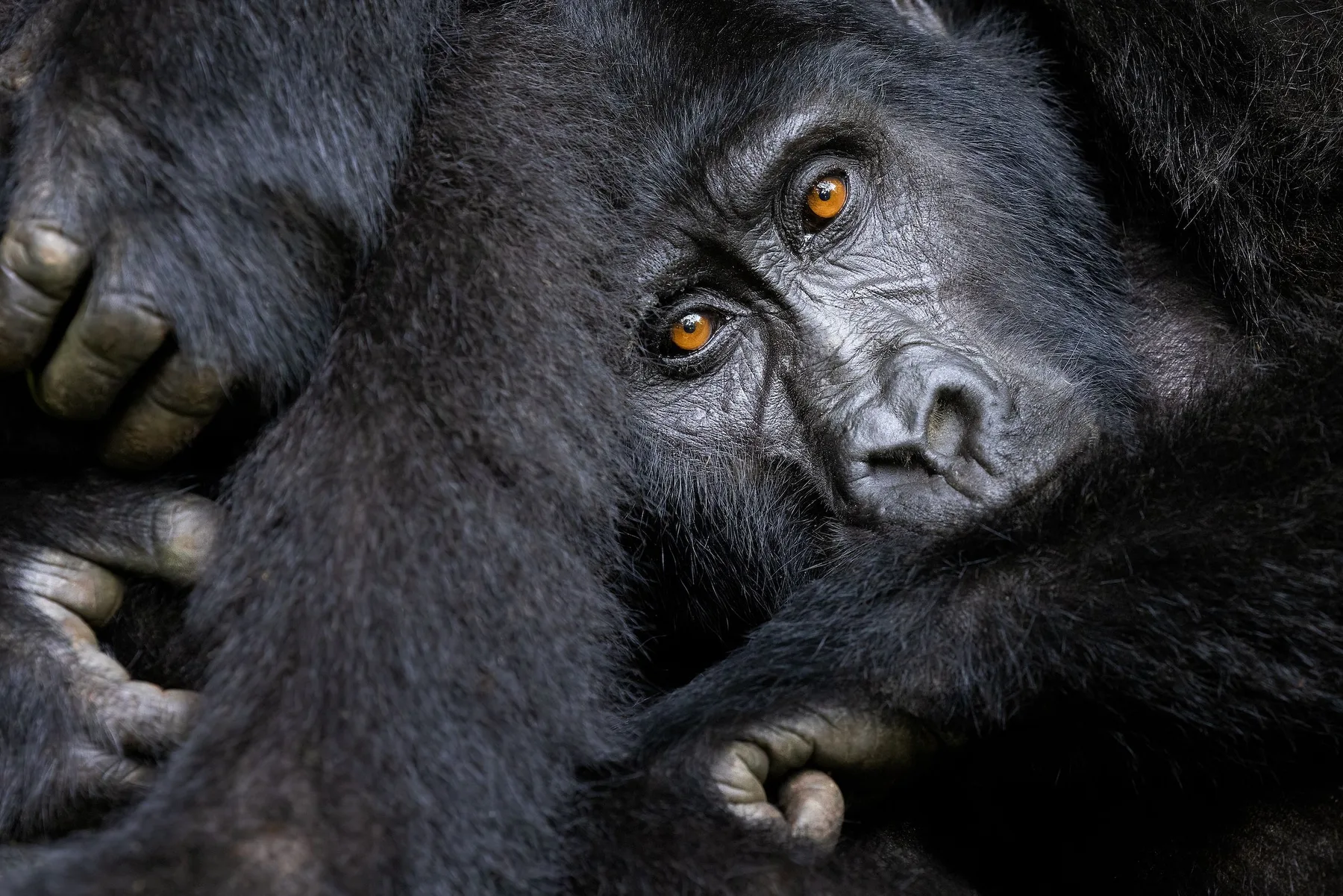 Mountain gorilla close-up in Uganda