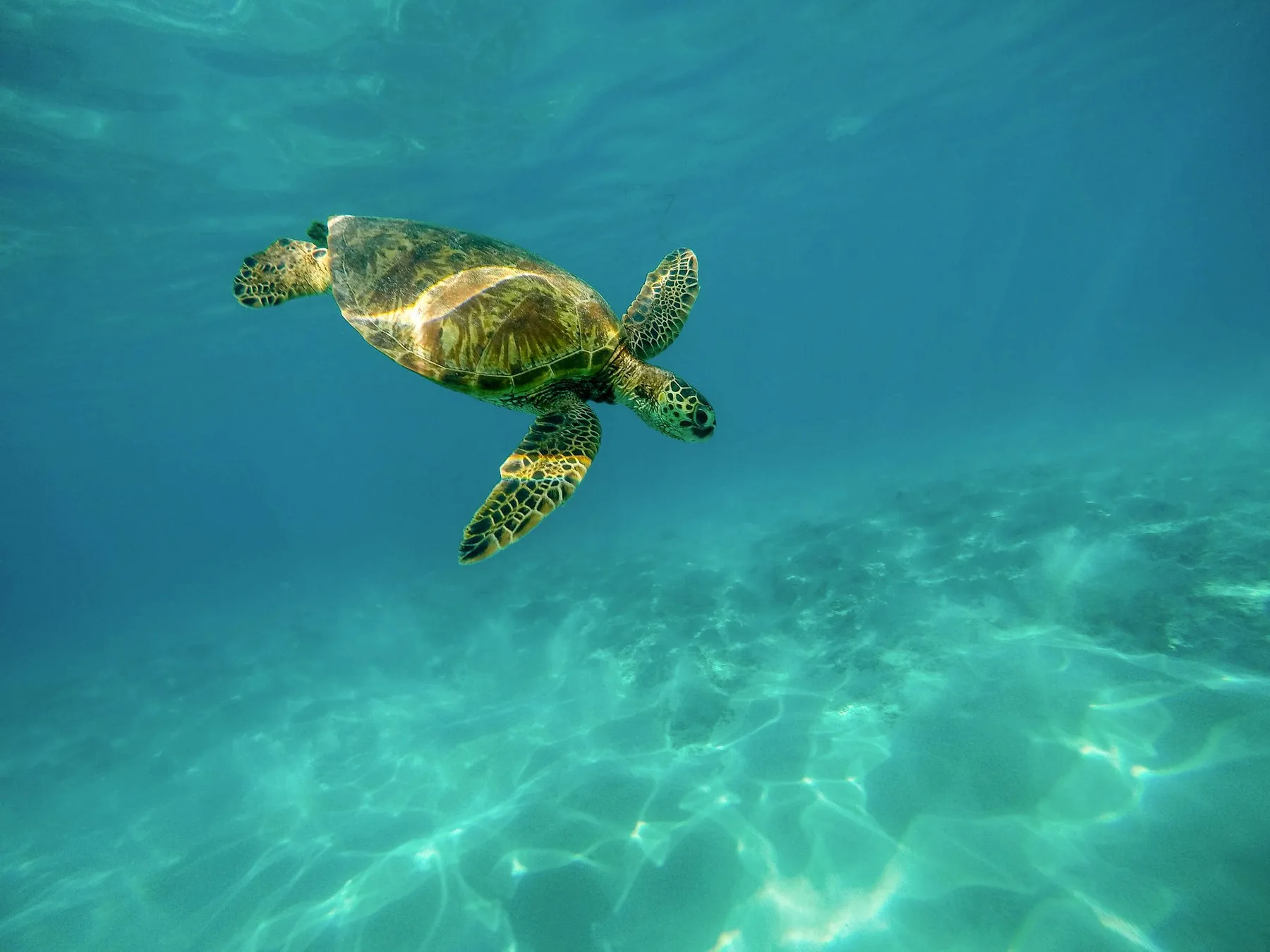 Green turtle swimming in Mozambique