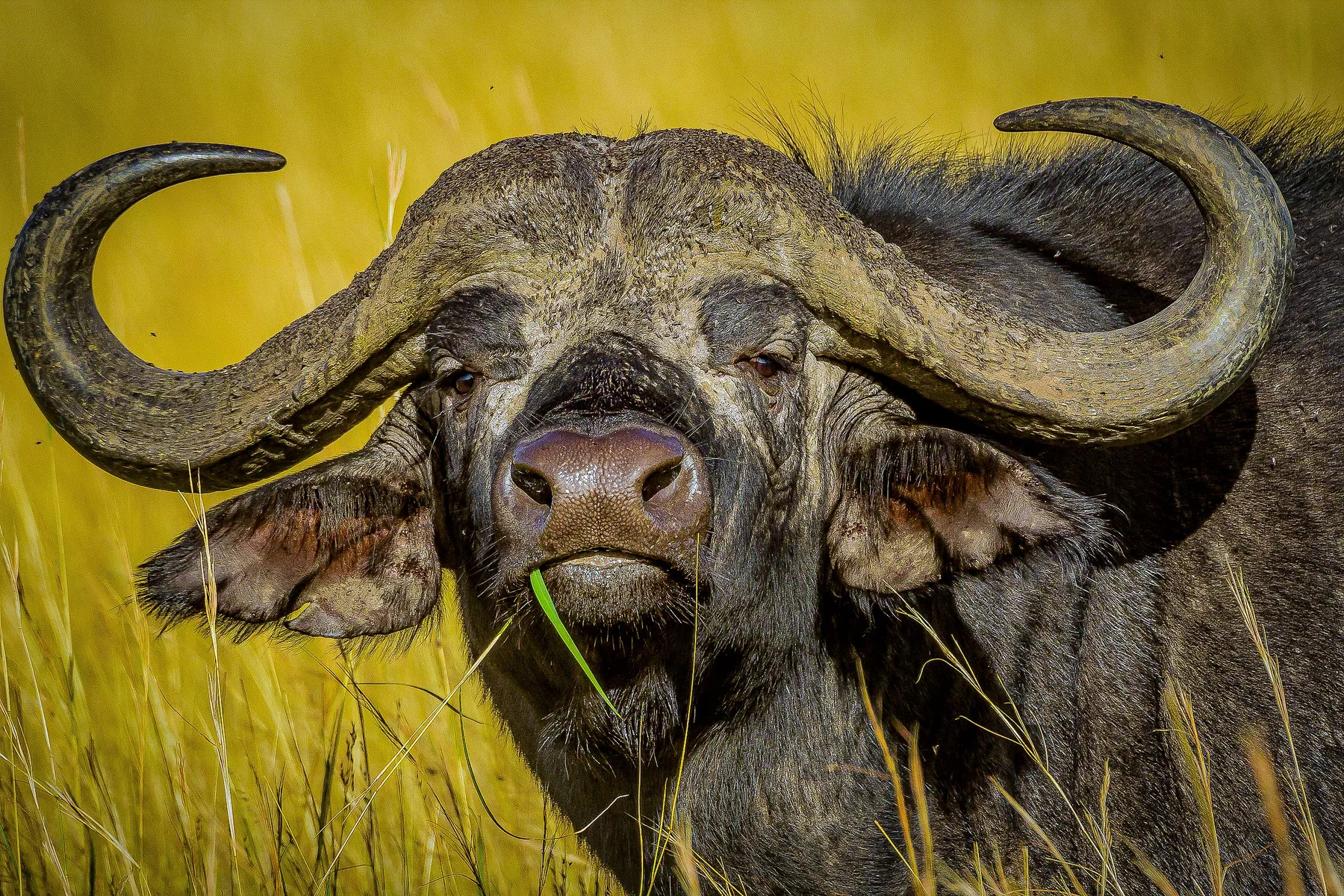 Cape buffalo standing in Zambian grassland