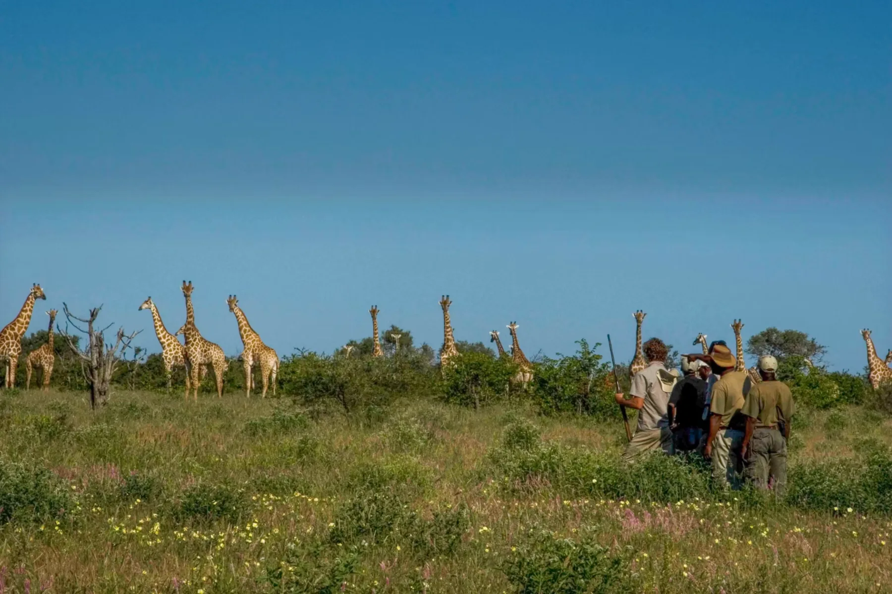 A group observing giraffes in the field