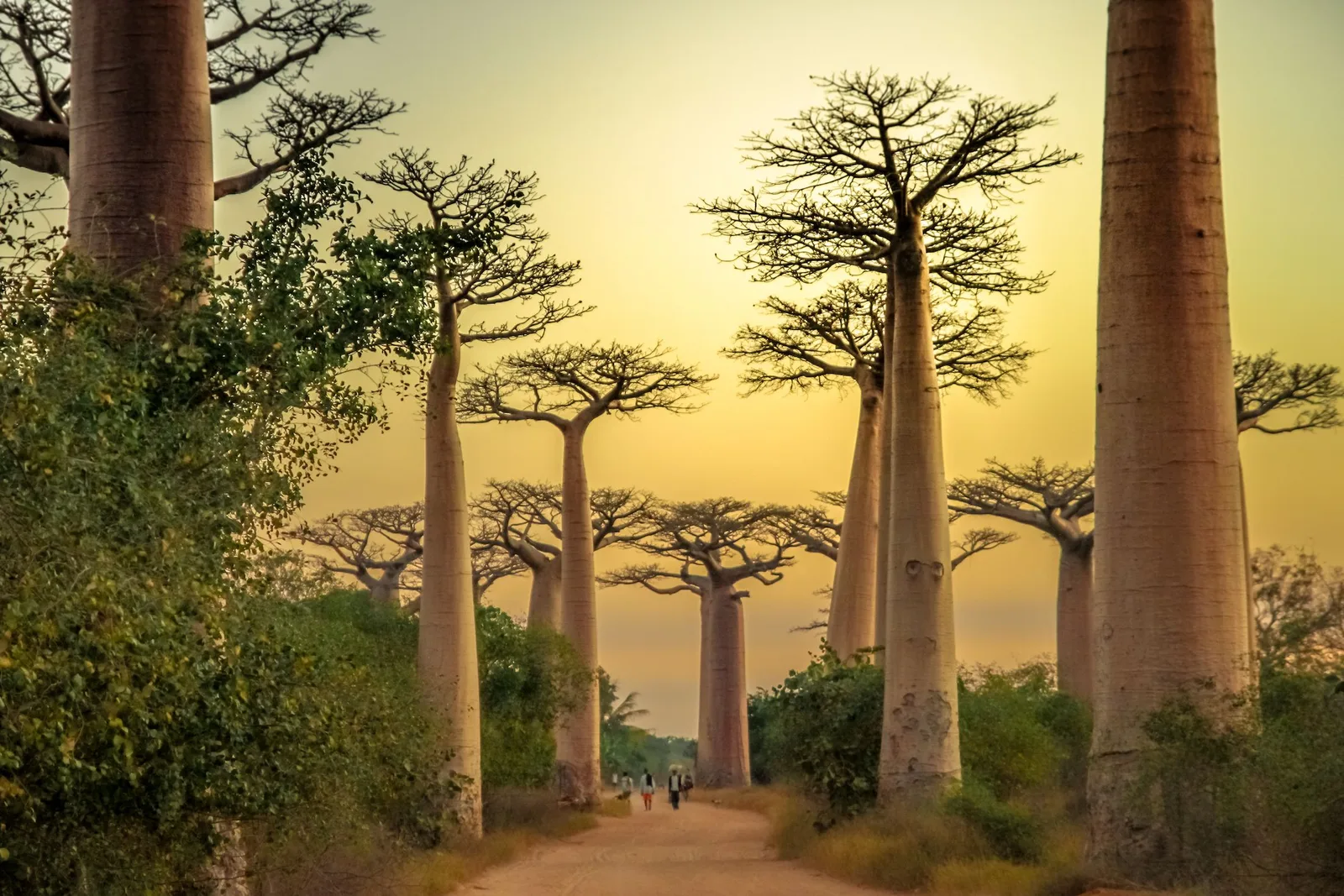 Baobab avenue in Madagascar