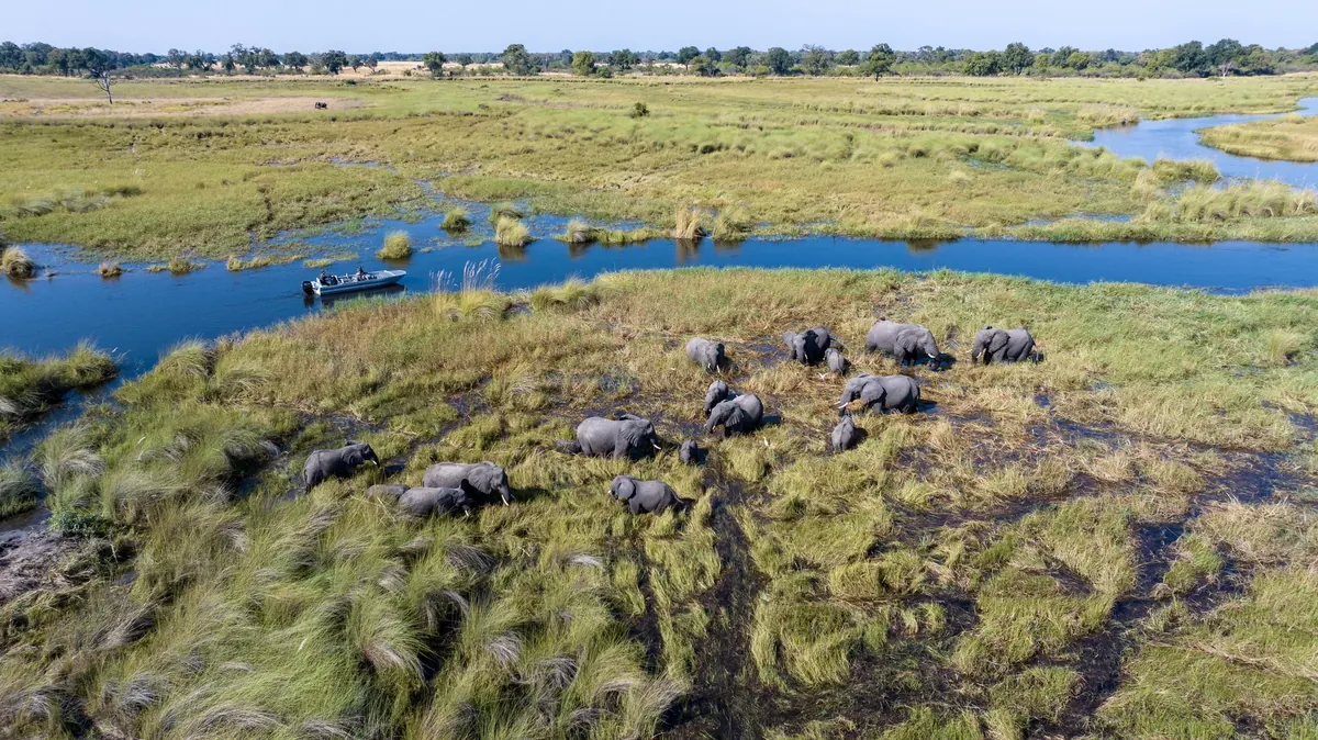 Motorboat moving through Botswana waterways