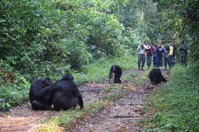Chimpanzee trekking in Uganda forest