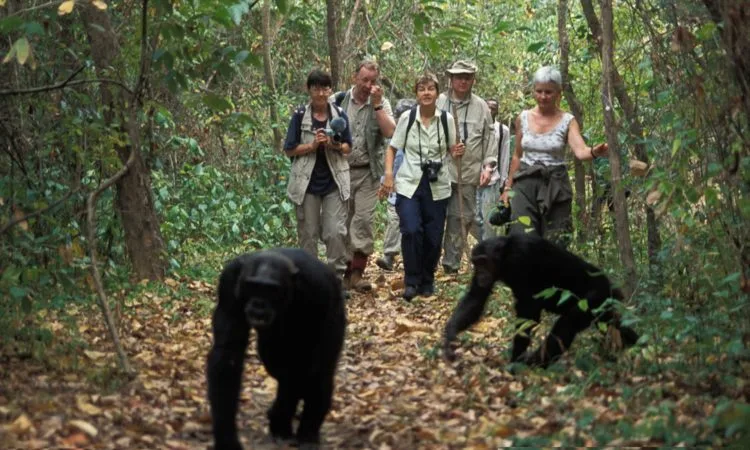Chimpanzee in Rwanda rainforest