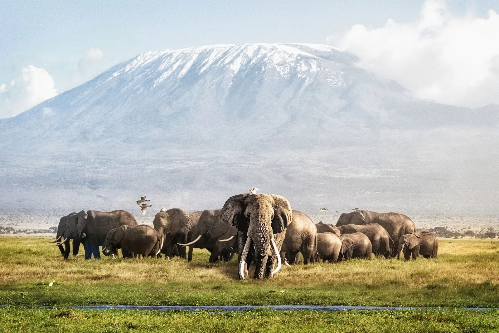 Kenya safari landscape