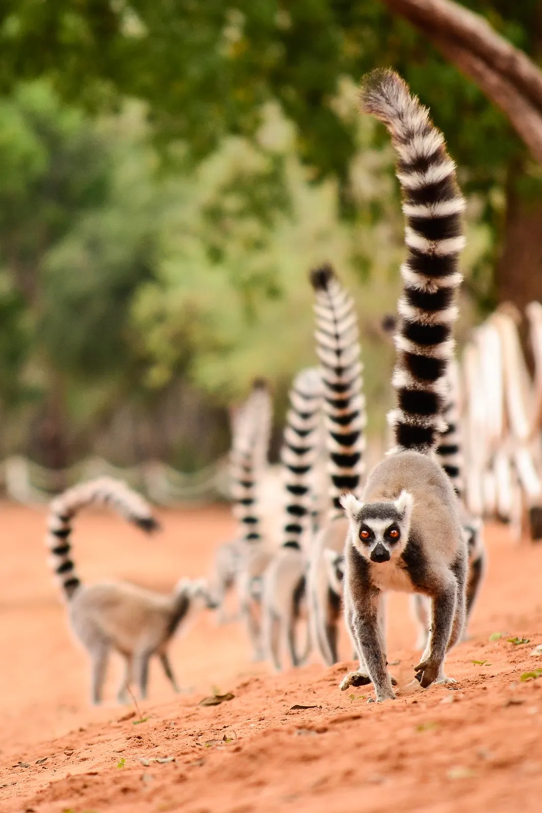 Madagascar safari landscape