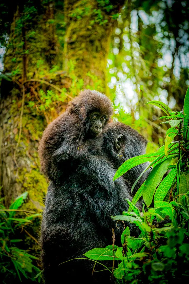 Rwanda safari landscape