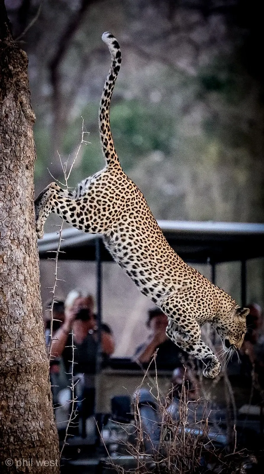 Zambia safari landscape