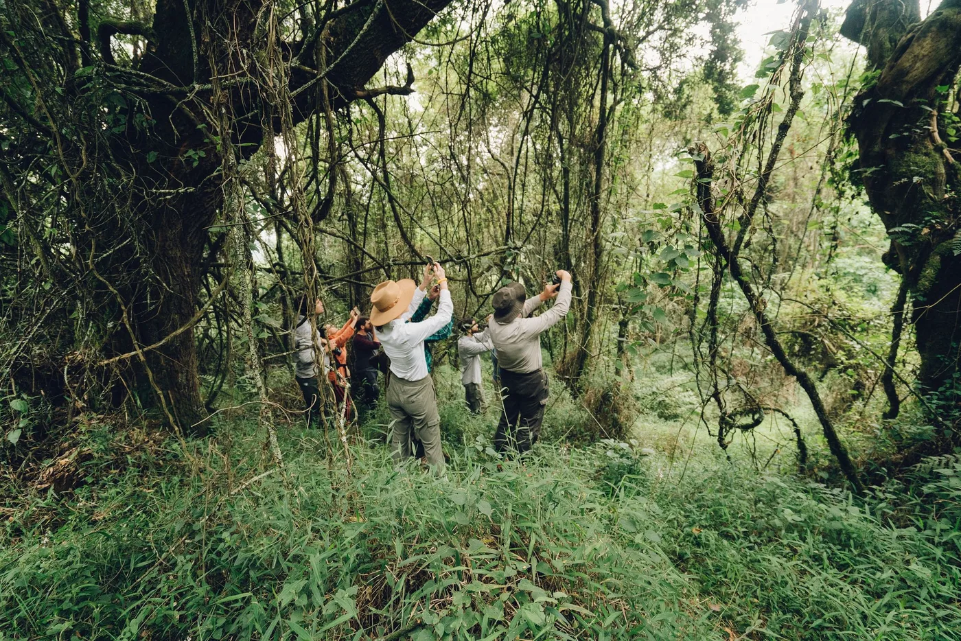 Walkers exploring Uganda forest