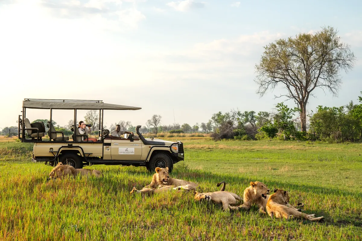 Safari vehicle watching lions in Botswana