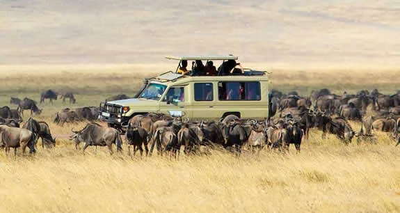 Safari vehicle among wildebeest in Tanzania