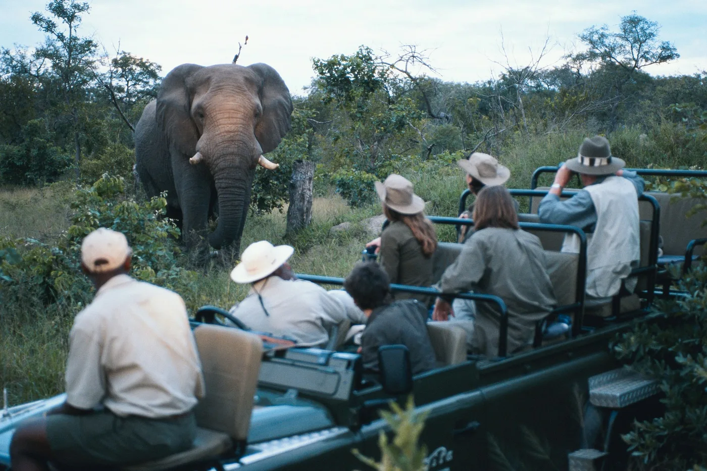 Guests watching an elephant on a South African game drive