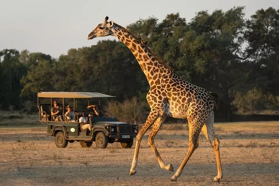 Giraffe beside a safari vehicle in Zambia