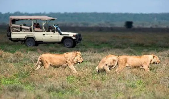 Lions beside a game-drive vehicle in Uganda