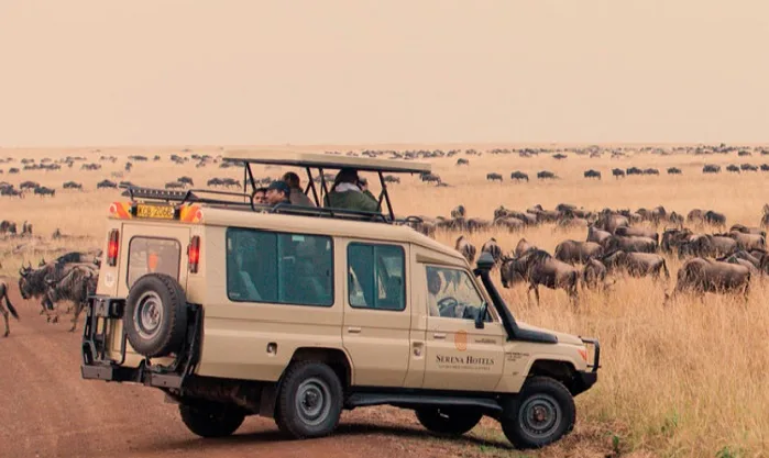 Safari vehicle following wildebeest in Kenya