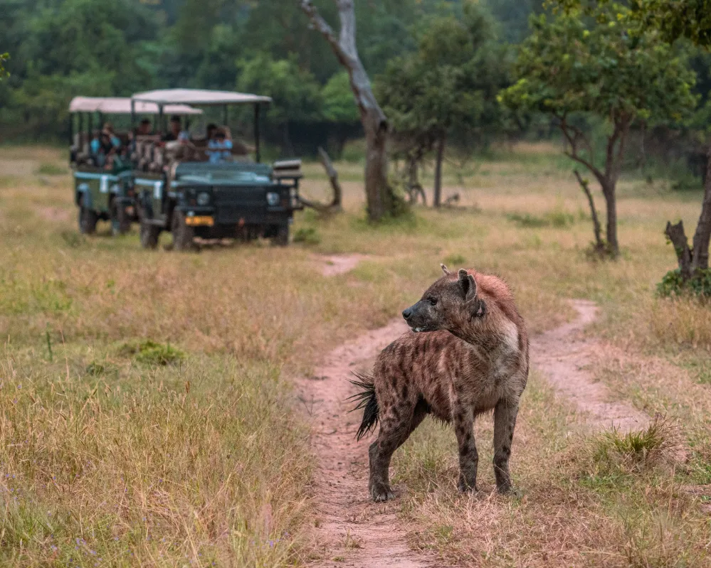 Safari vehicle following a warthog in Malawi