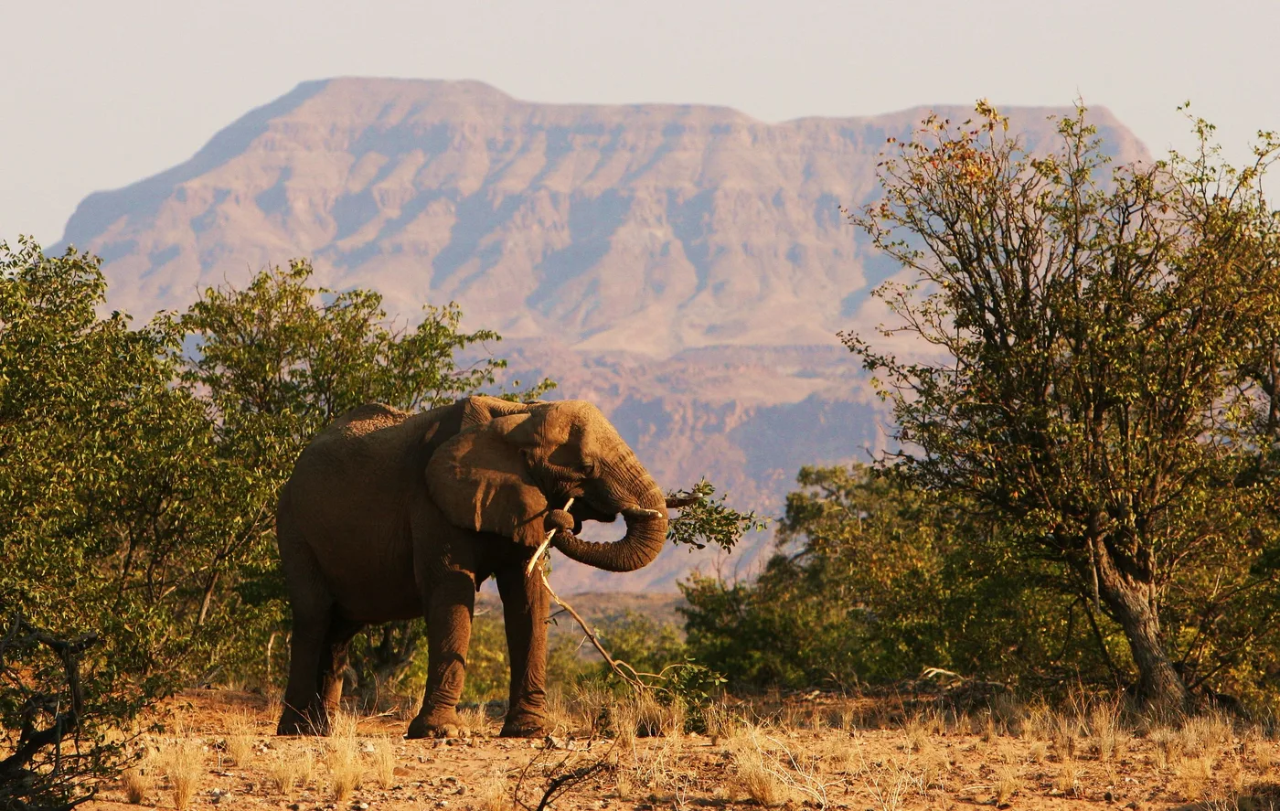 Elephant beside a vehicle in Namibia