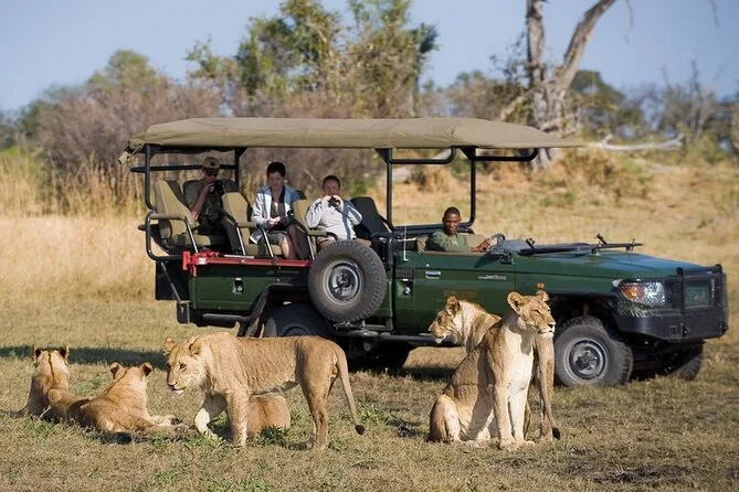 Lions beside a safari vehicle in Zimbabwe