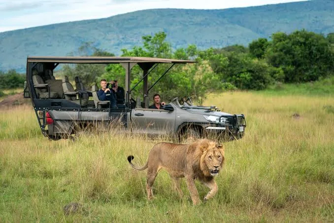 Lion beside a game-drive vehicle in Rwanda
