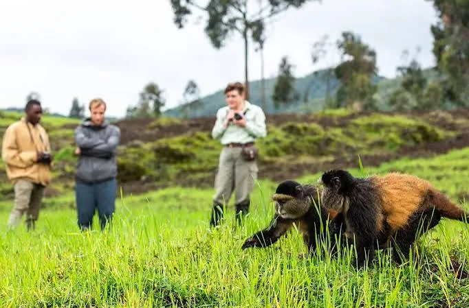 Golden monkey trekking in Rwanda