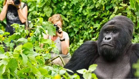Gorillas on a forest trail in Rwanda