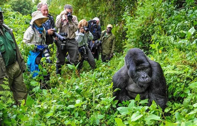 Gorilla family on a forest trail in Uganda
