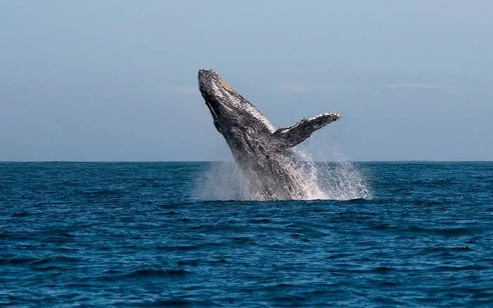 Humpback whale breaching near Madagascar