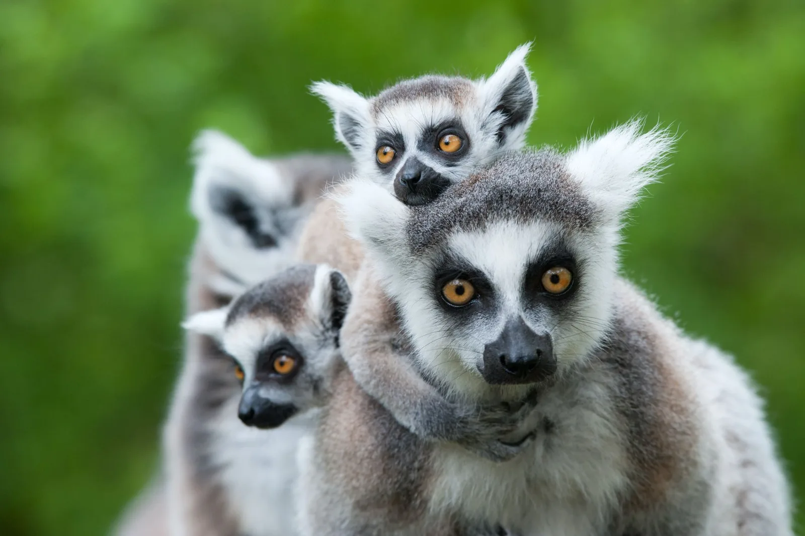 Lemurs gathered in a Madagascar forest