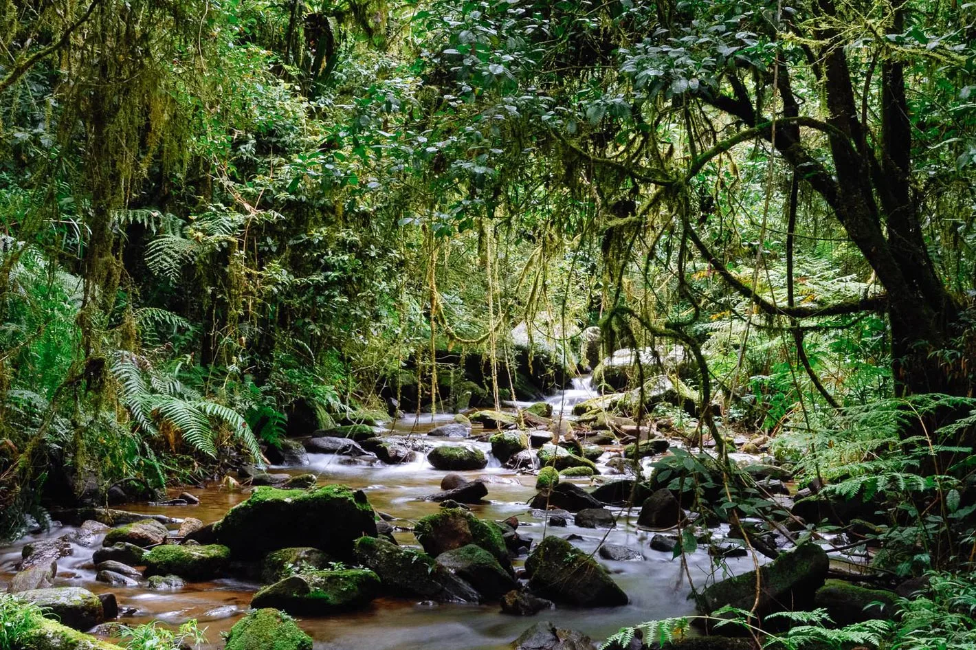 Rainforest stream in Madagascar