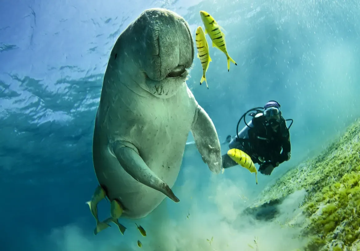 Diver swimming beside a dugong in Mozambique