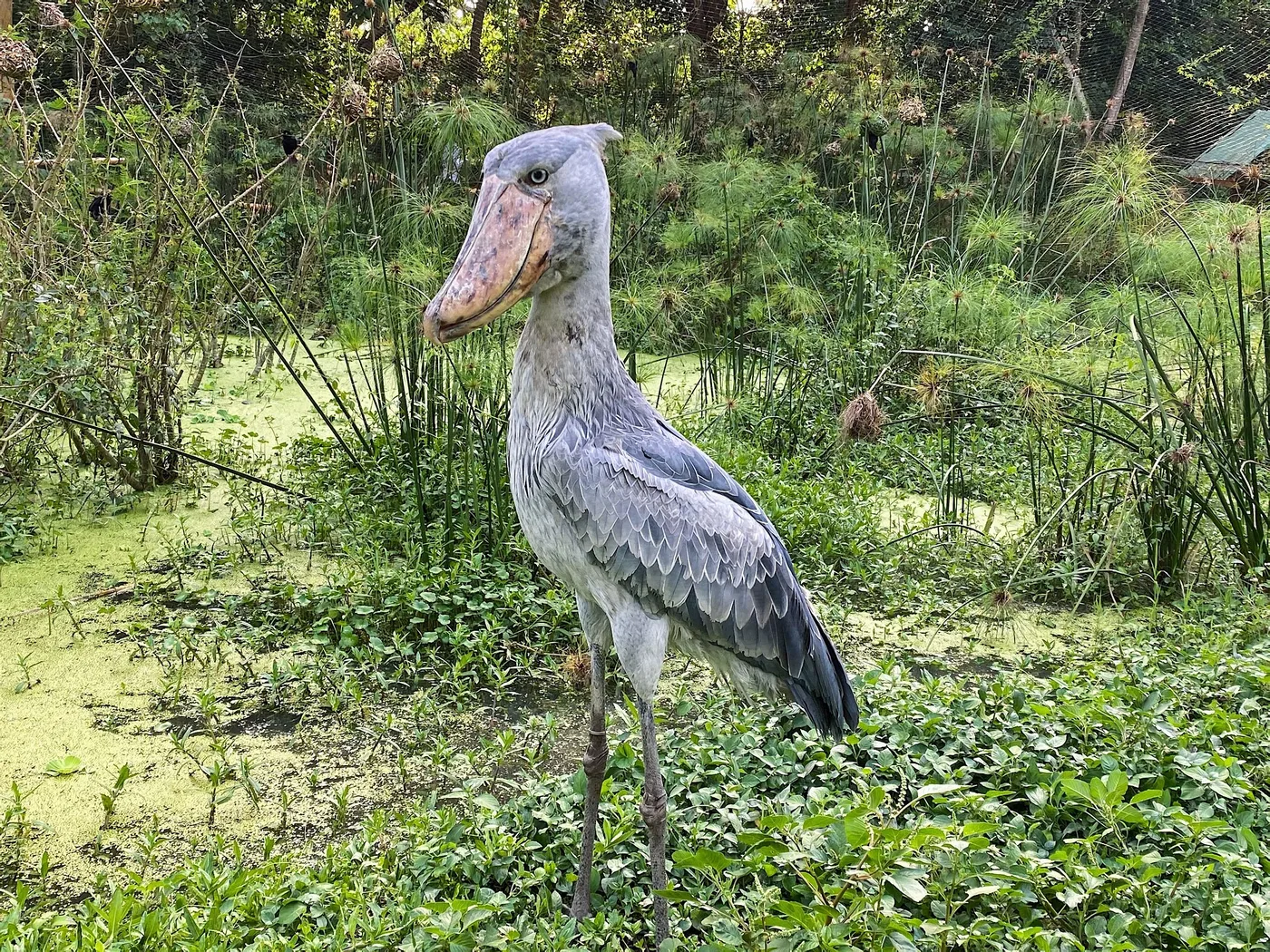 Shoebill stork standing in a Uganda wetland
