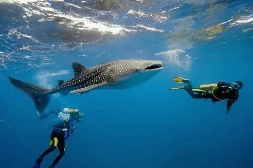 Divers swimming beside a whale shark in Madagascar