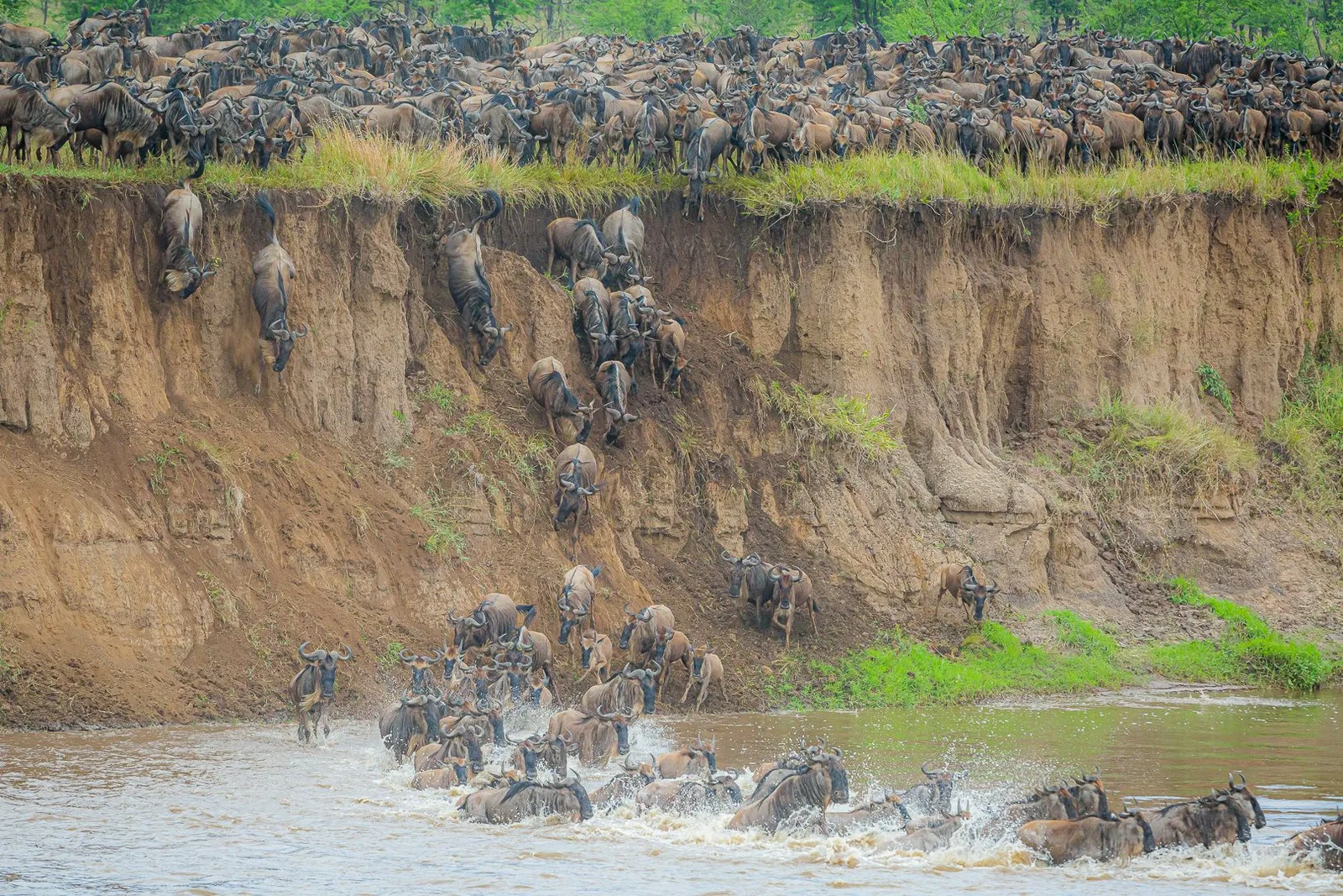 Wildebeest crossing a river in Tanzania
