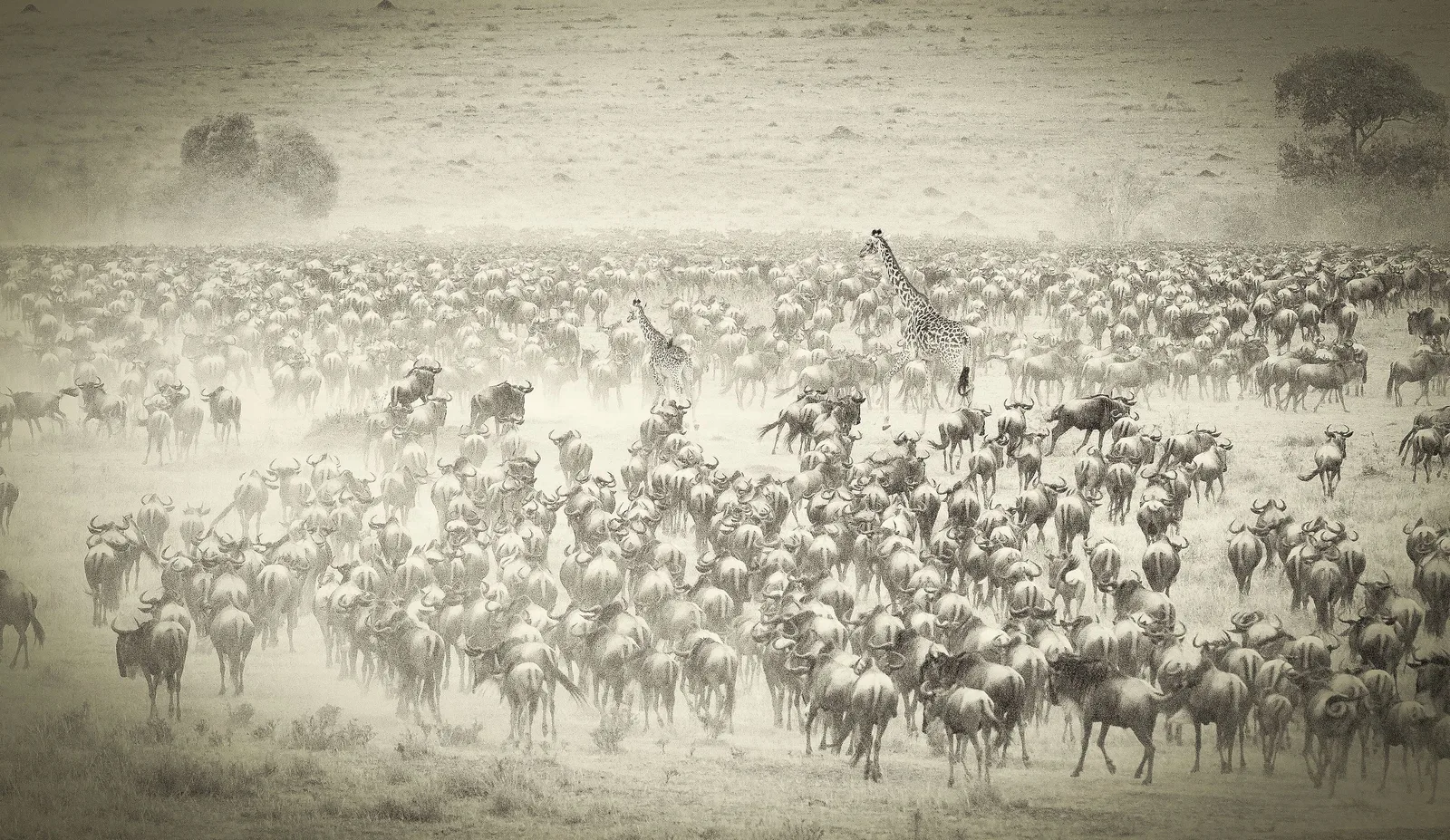 Wildebeest herd during migration in Kenya